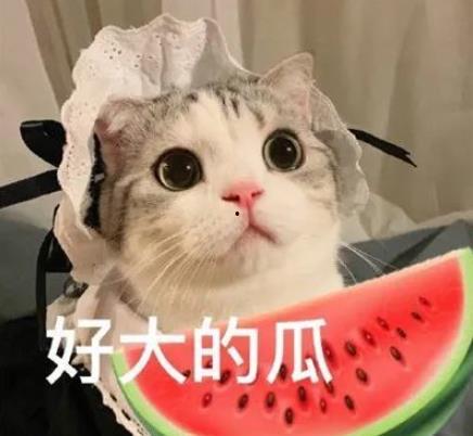 娱乐吃瓜君猫猫,揭秘娱乐圈那些不为人知的幕后故事